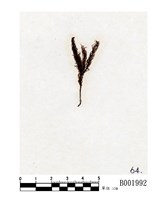 藏品(刺葉檜苔)的圖片